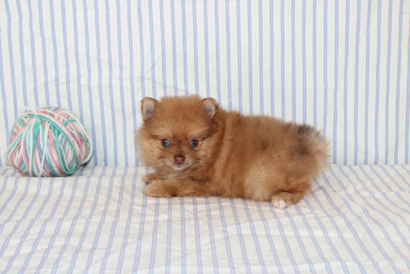 puppy, for, sale, Pomeranian, Matthew B. Stoltzfus, dog, breeder, Gap, PA, dog-breeder, puppy-for-sale, forsale, nearby, find, puppyfind, locator, puppylocator, aca